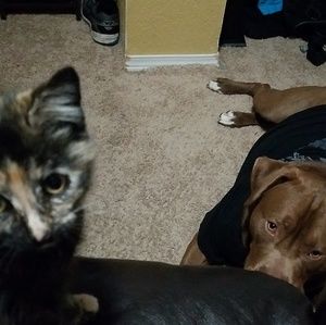 Meet your Posher, Morgan